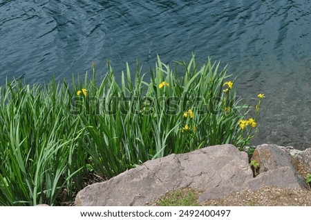 daffodil aka daffadowndilly or jonquil yellow flower scientific name Narcissus