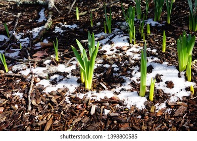 Daffodil bulbs beginning to sprout out of snowy mulch in early spring - Shutterstock ID 1398800585