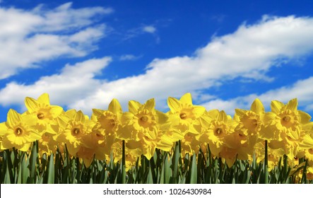 Daffodil Countryside Background