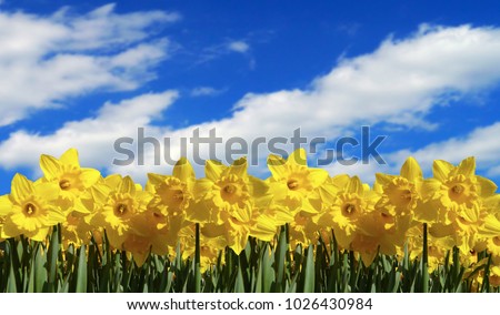 Daffodil Countryside Background