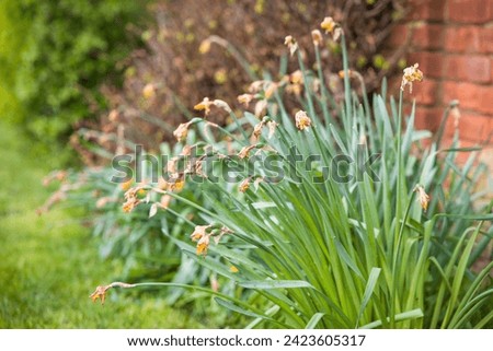 Daffodil deadheads in an English flowerbed in spring, UK. English garden