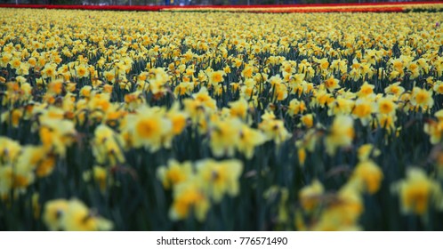 Daffodil Field, Lisse Holland