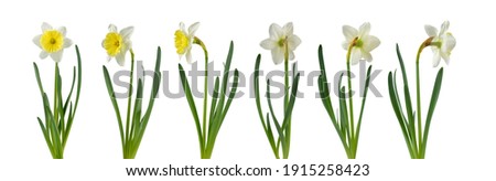 Daffodil flower in different positions set isolated on white. White and yellow narcissus spring flower.

