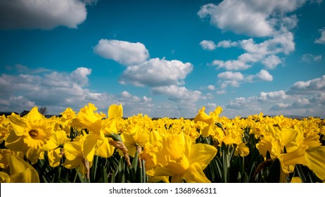 Daffodil Flower Field With Beautiful Clouds