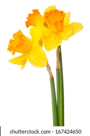 Daffodil Flower Or Narcissus  Bouquet  Isolated On White Background Cutout