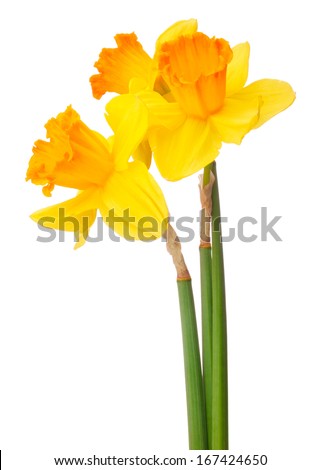 Daffodil flower or narcissus  bouquet  isolated on white background cutout