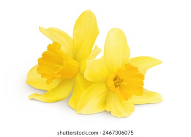 Daffodil flower or narcissus isolated on white background with full depth of field - Powered by Shutterstock