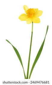 Daffodil flower or narcissus isolated on white background with full depth of field: zdjęcie stockowe