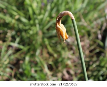 Daffodil flower ready for deadheading