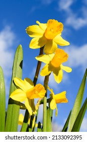 Daffodil Flowers Against A Blue Sky With White Clouds Rising Up Above