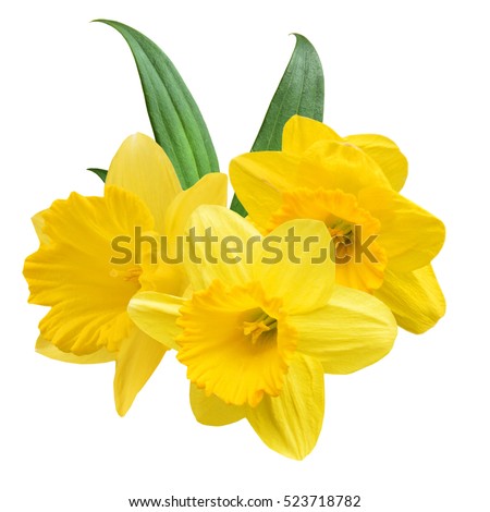 Daffodil flowers isolated
