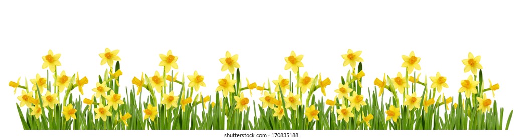 Daffodil flowers on white background