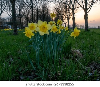Daffodil in full bloom Springtime 
