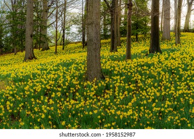 Daffodil Meadow Photographed On A Spring Morning In April In Cleveland Ohio. 