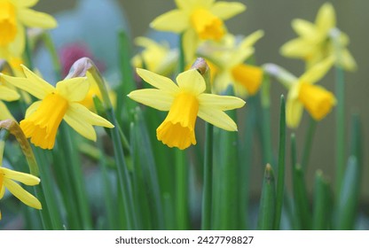 Daffodil, Narcissus 'Tête-à-tête' in early Spring
