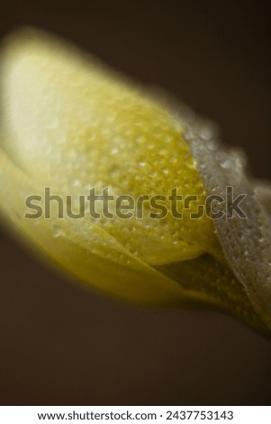 Daffodil narcissus flower bud after rain spring flower ready to bloom raindrops close up macro photo moody and dreamy