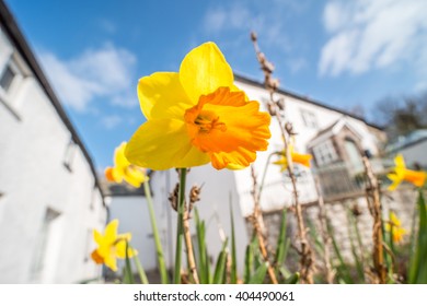 Daffodil (Narcissus) Flowers Blooming In Front Of A White House On A Sunny Day In Spring. Brecon Beacons, Wales. March