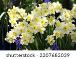 Daffodil Narcissus 