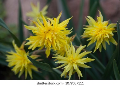 Daffodil Rip Van Winkle (narcissus) flowers in the rock garden, Latvia, Europe