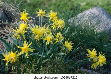 Daffodil Rip Van Winkle (narcissus), Phlox subulata (creeping phlox, moss phlox) and Festuca glauca (blue fescue) in the rock garden, Latvia, Europe.