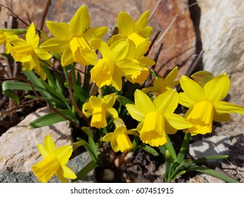 Daffodil; Tete A Tete; Narcissus