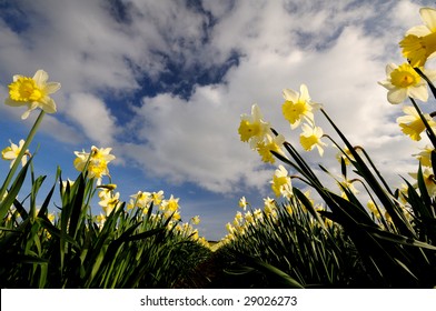 Daffodils