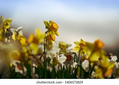 Daffodils Of All Shapes And Sizes Here, But I Focused Just On A Select Few.