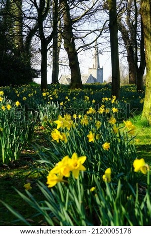 Daffodils in Bangor Castle Park with Bangor Abbey Church in the background. Bangor, County Down, Northern, Ireland