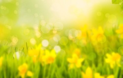 Daffodils And Daffodils In Beautiful Natural Landscape With Bokeh In Background.