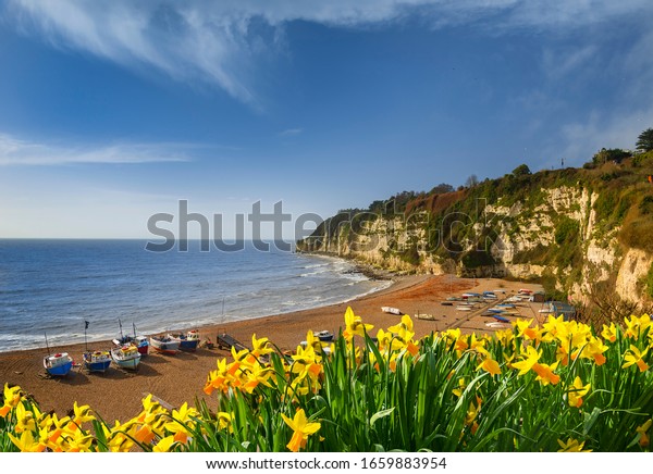Daffodils at\
Beer beach in Devon in spring\
sunshine