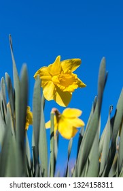 Daffodils In Bloom In The Record Breaking Temperatures In Wales 26th February 2019.