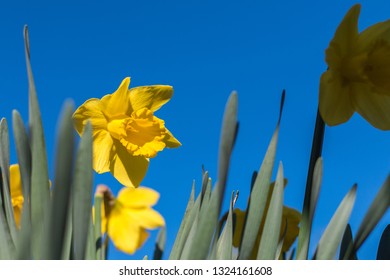 Daffodils In Bloom In The Record Breaking Temperatures In Wales On 26th February 2019.