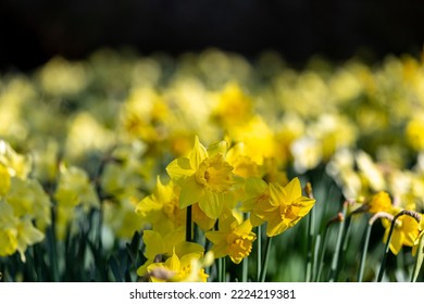 Daffodils in bloom in springtime - Shutterstock ID 2224219381