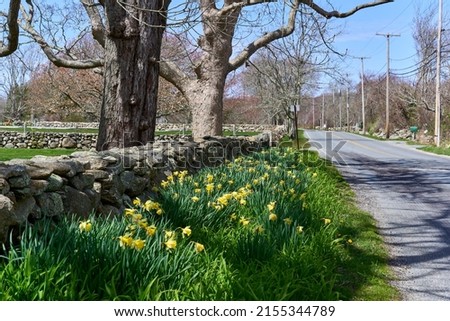Daffodils blooming along side a stone wall on a country road. Large trees line the field and the stone wall in the Acoaxet neighborhood of Westport, MA.