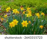 Daffodils blooming in the City Garden in spring in Wiscoinsin