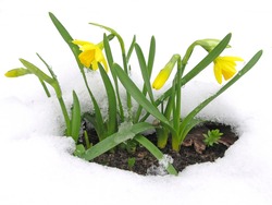 Daffodils Blooming Through The Snow