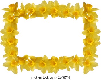 Daffodils Border on white Background