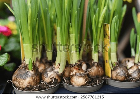 Daffodils with bulbs in the pots for Easter