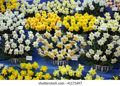 Daffodils, Chelsea Flower Show