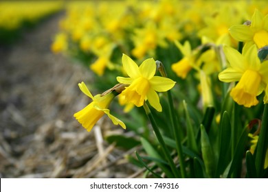 daffodils closeup