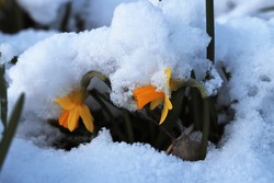 Daffodils Covered White Snow In Garden