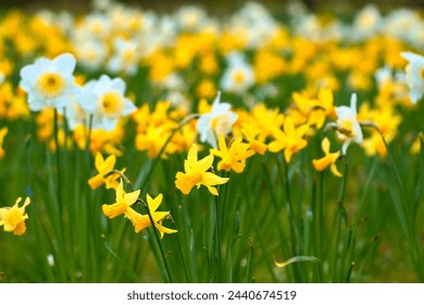 Daffodils at Easter time on a meadow. Yellow white flowers shine against the green grass. Early bloomers that announce the spring. Plants photo