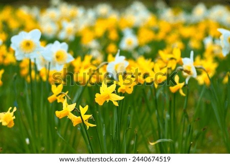 Daffodils at Easter time on a meadow. Yellow white flowers shine against the green grass. Early bloomers that announce the spring. Plants photo