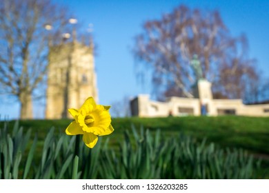 Daffodils In Evesham Near The War Memorial And The Bell Tower