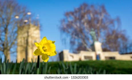 Daffodils In Evesham Near War Memorial And Bell Tower