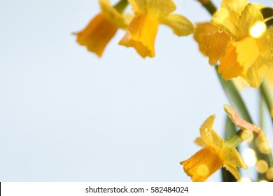 Daffodils flower. Spring background. Present for Mothers Day 