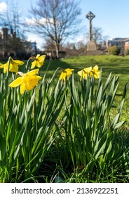 Daffodils In Forbury Gardens With Cross