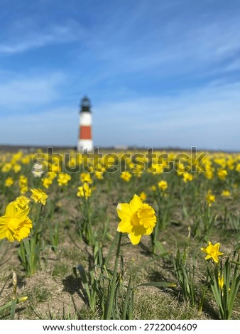 Daffodils In Front of Lighthouse