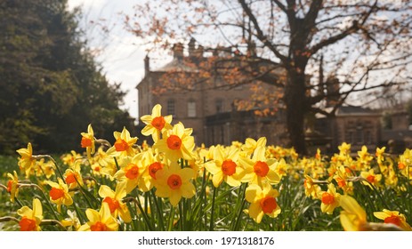 Daffodils In Front Of Pollock House