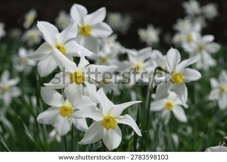 Daffodils in a garden in spring